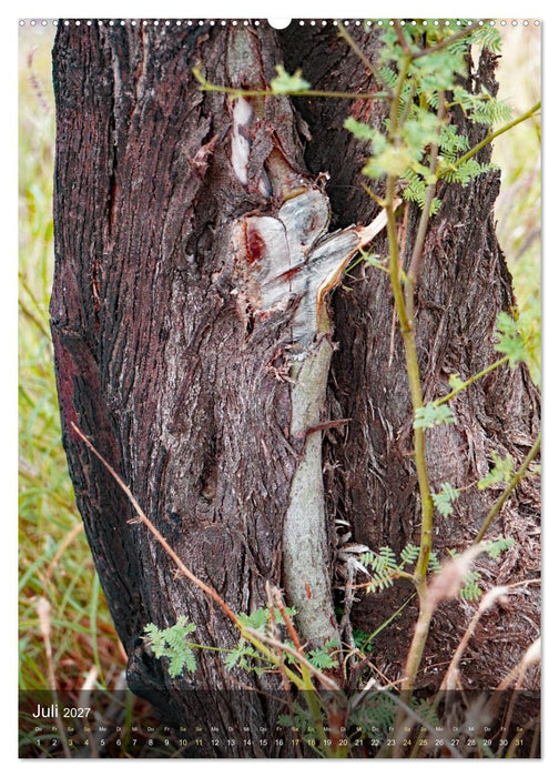 Geister im Wald 2027 (CALVENDO Premium Wandkalender 2027)