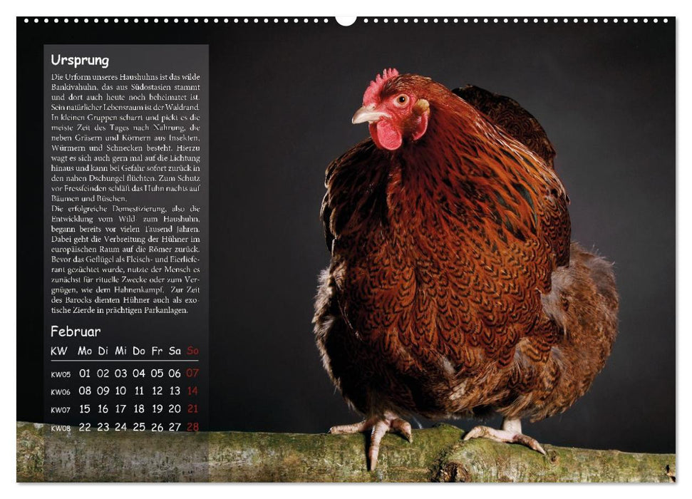 Von der Einzigartigkeit der Hühner (CALVENDO Wandkalender 2027)
