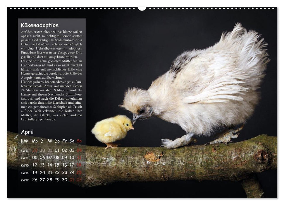 Von der Einzigartigkeit der Hühner (CALVENDO Wandkalender 2027)