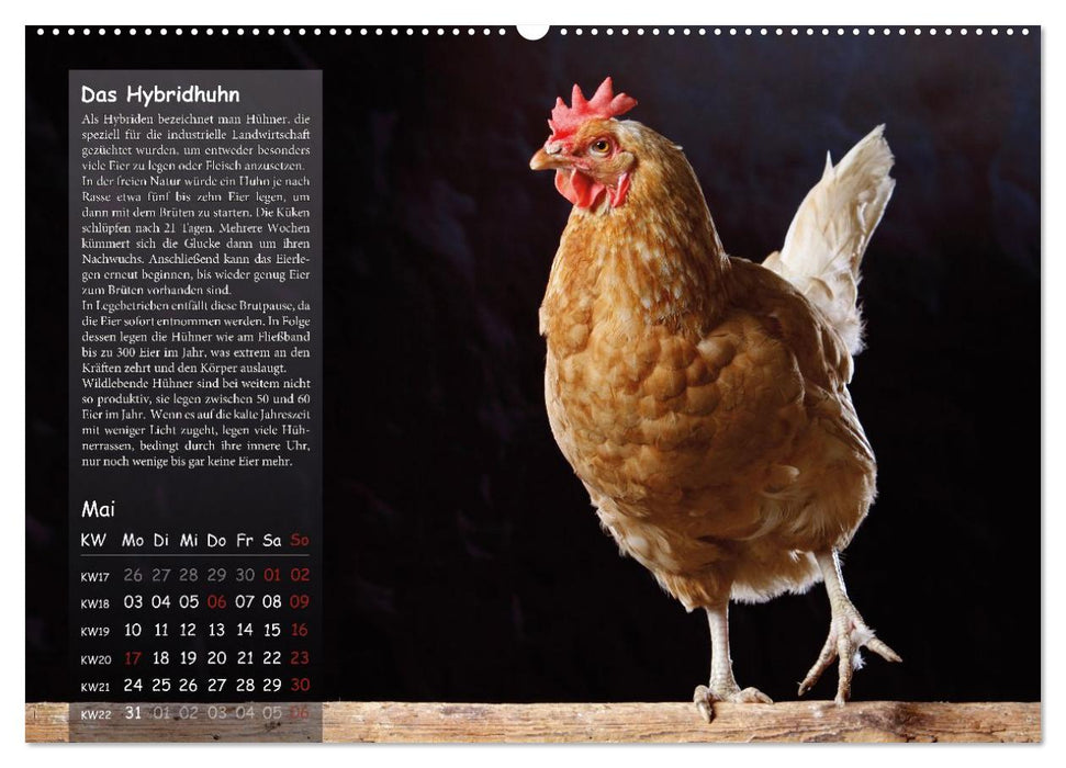Von der Einzigartigkeit der Hühner (CALVENDO Wandkalender 2027)