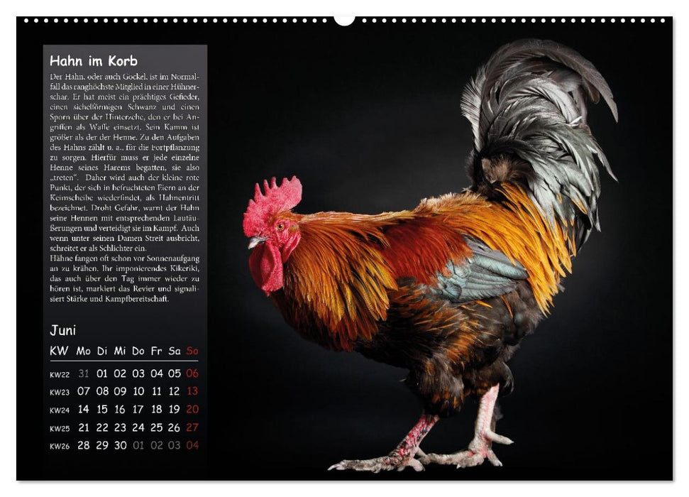 Von der Einzigartigkeit der Hühner (CALVENDO Wandkalender 2027)