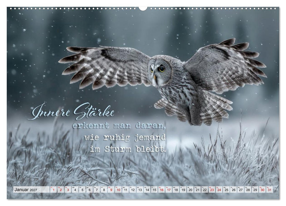 Eulen - Weisheit im Augenblick (CALVENDO Wandkalender 2027)