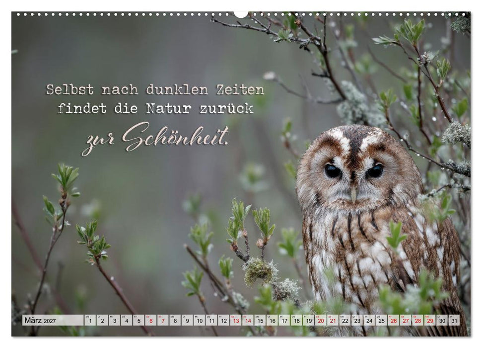 Eulen - Weisheit im Augenblick (CALVENDO Wandkalender 2027)