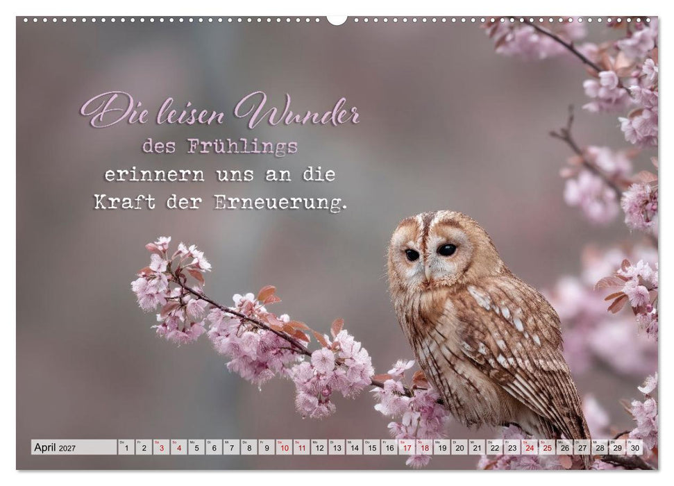 Eulen - Weisheit im Augenblick (CALVENDO Wandkalender 2027)