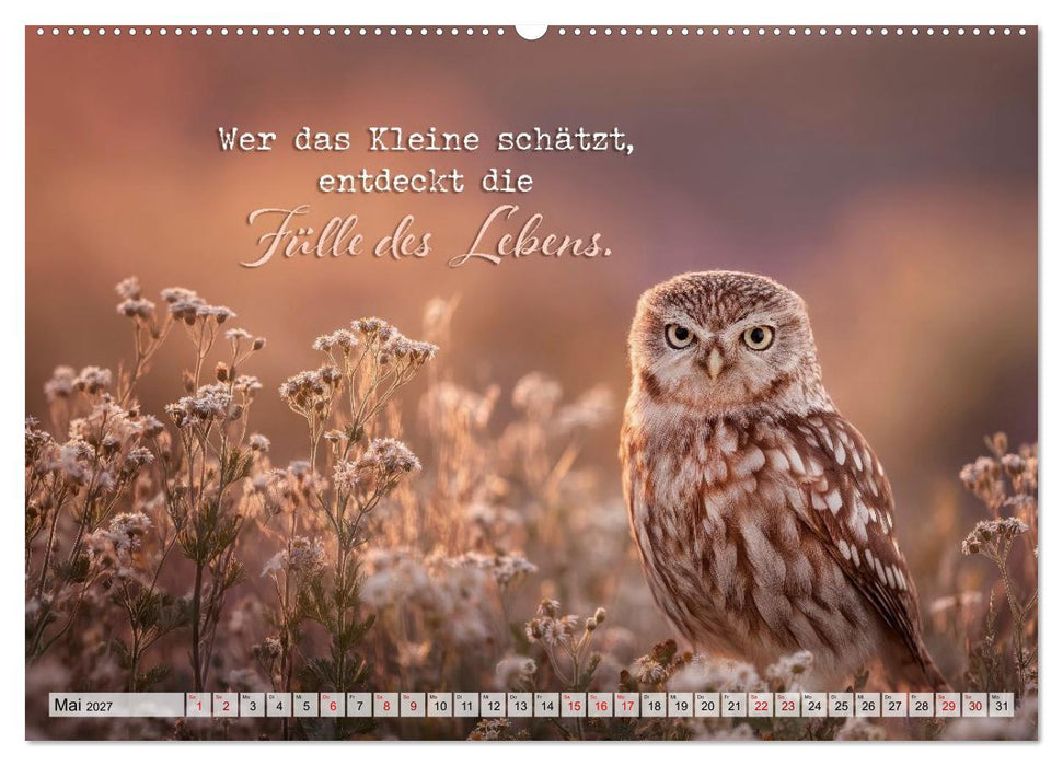 Eulen - Weisheit im Augenblick (CALVENDO Wandkalender 2027)