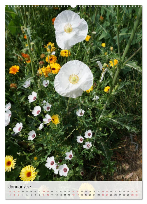 Vellmar meine Feldblumen (CALVENDO Premium Wandkalender 2027)