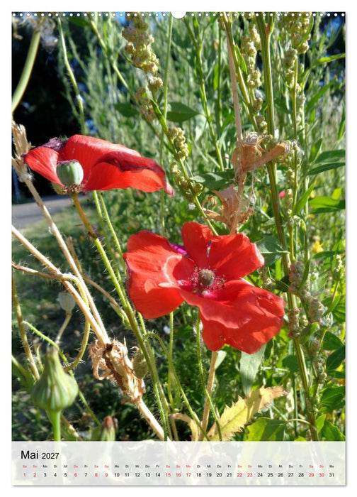 Vellmar meine Feldblumen (CALVENDO Premium Wandkalender 2027)