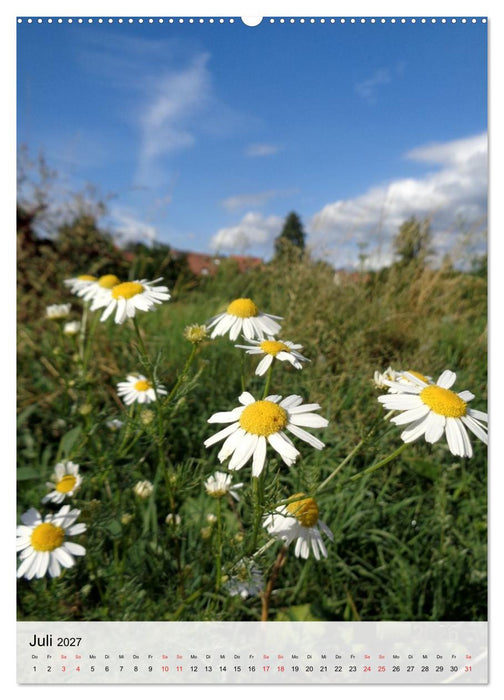 Vellmar meine Feldblumen (CALVENDO Premium Wandkalender 2027)