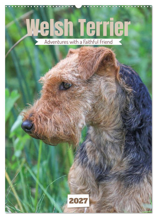 Welsh Terrier - Adventures with a Faithful Friend (CALVENDO Monthly Calendar 2027)