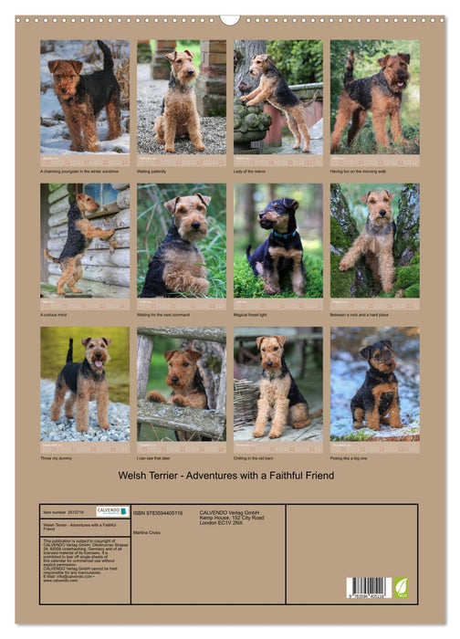 Welsh Terrier - Adventures with a Faithful Friend (CALVENDO Monthly Calendar 2027)
