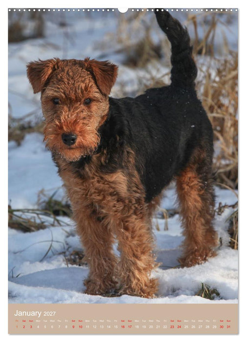 Welsh Terrier - Adventures with a Faithful Friend (CALVENDO Monthly Calendar 2027)