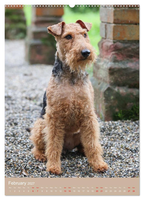 Welsh Terrier - Adventures with a Faithful Friend (CALVENDO Monthly Calendar 2027)