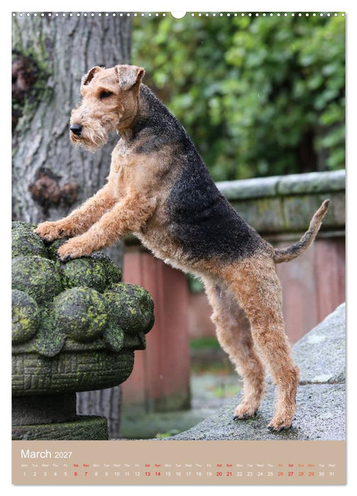 Welsh Terrier - Adventures with a Faithful Friend (CALVENDO Monthly Calendar 2027)
