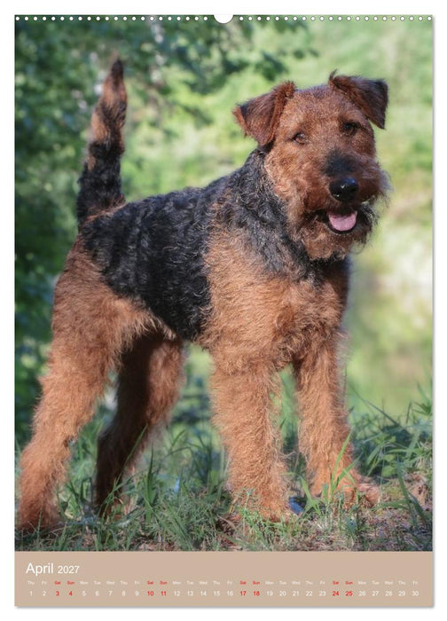 Welsh Terrier - Adventures with a Faithful Friend (CALVENDO Monthly Calendar 2027)