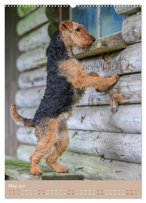 Welsh Terrier - Adventures with a Faithful Friend (CALVENDO Monthly Calendar 2027)