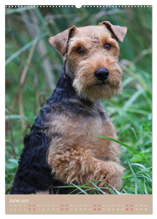 Welsh Terrier - Adventures with a Faithful Friend (CALVENDO Monthly Calendar 2027)
