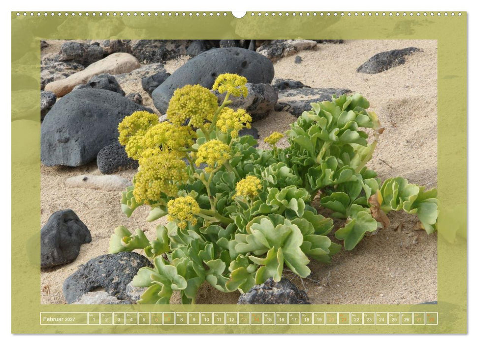 Wundersame Kanarenflora (CALVENDO Wandkalender 2027)