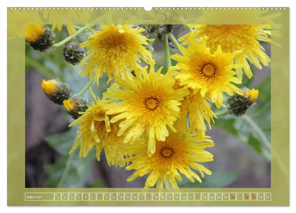 Wundersame Kanarenflora (CALVENDO Wandkalender 2027)