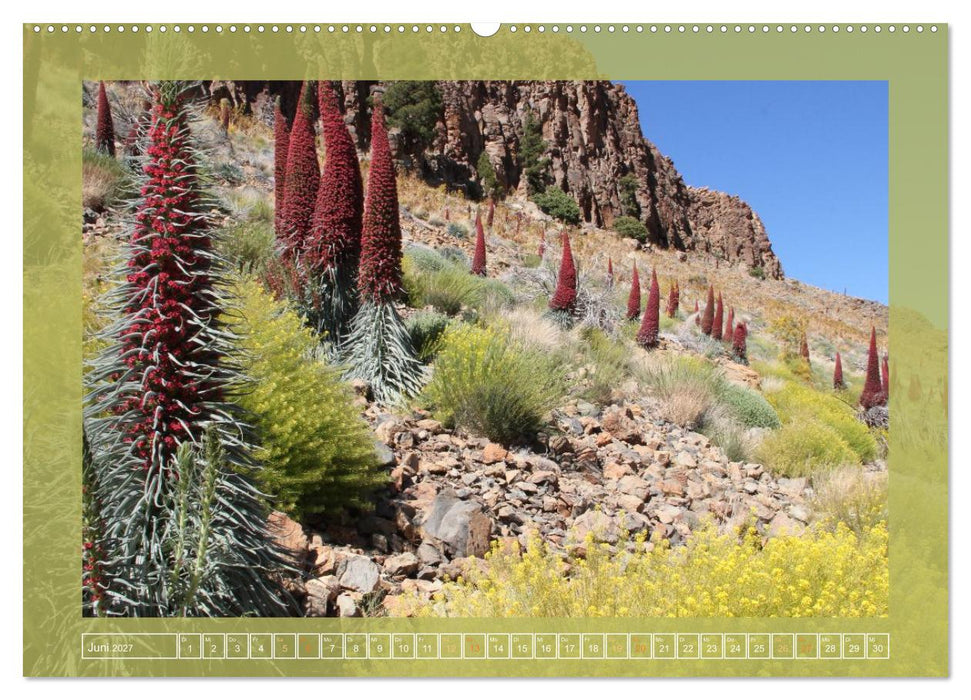 Wundersame Kanarenflora (CALVENDO Wandkalender 2027)