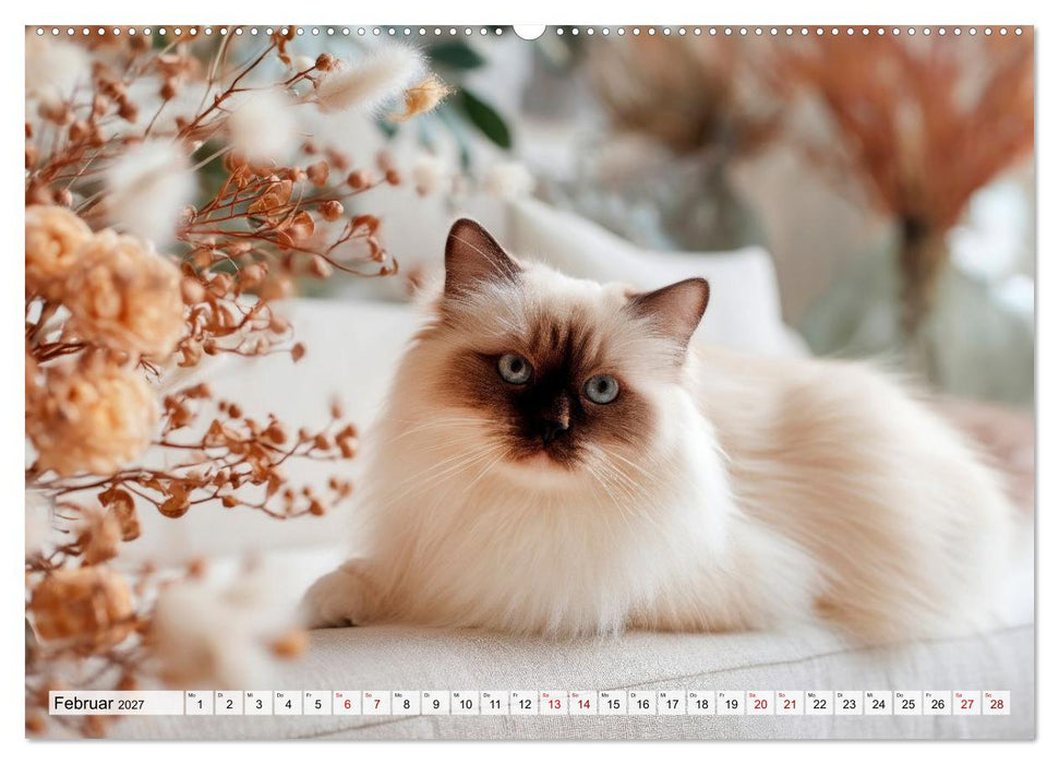 Heilige Birma - Magie auf leisen Pfoten (CALVENDO Premium Wandkalender 2027)