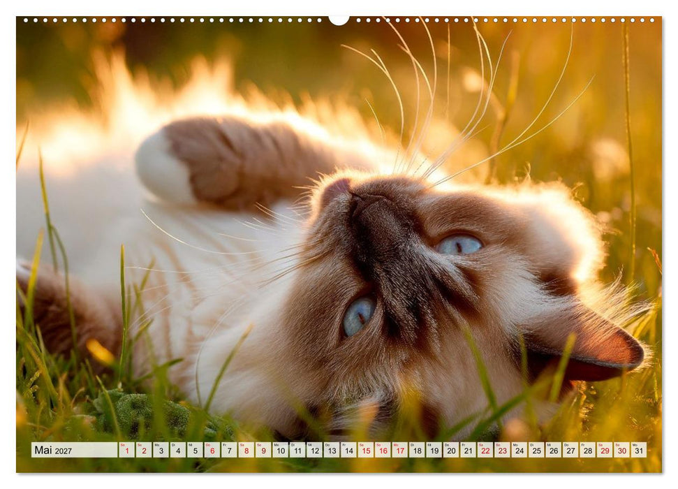 Heilige Birma - Magie auf leisen Pfoten (CALVENDO Premium Wandkalender 2027)