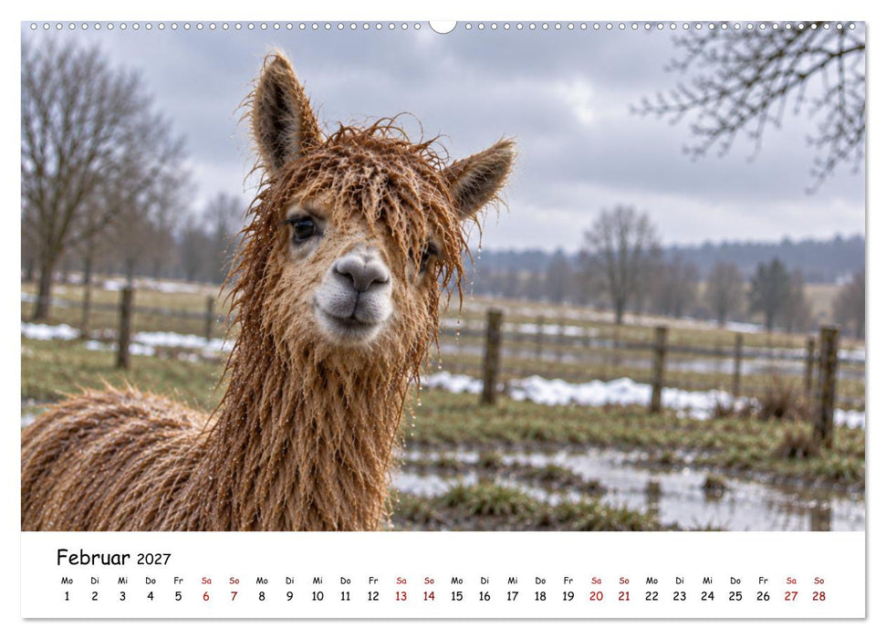 EINFACH ANDERS - Tiere mit Charakter (CALVENDO Wandkalender 2027)