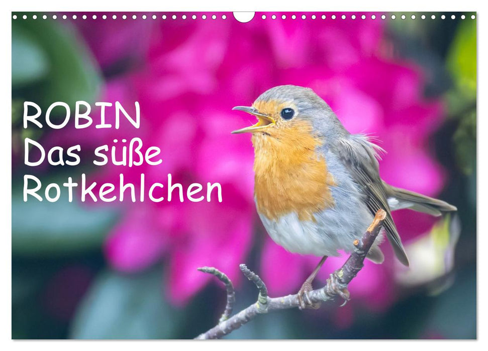 Robin, das süße Rotkehlchen (CALVENDO Wandkalender 2027)