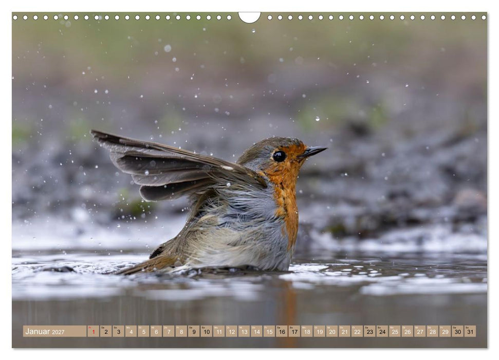 Robin, das süße Rotkehlchen (CALVENDO Wandkalender 2027)