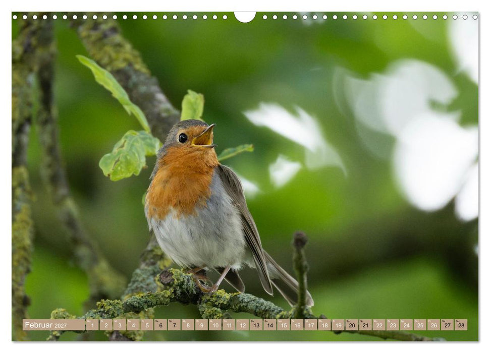 Robin, das süße Rotkehlchen (CALVENDO Wandkalender 2027)