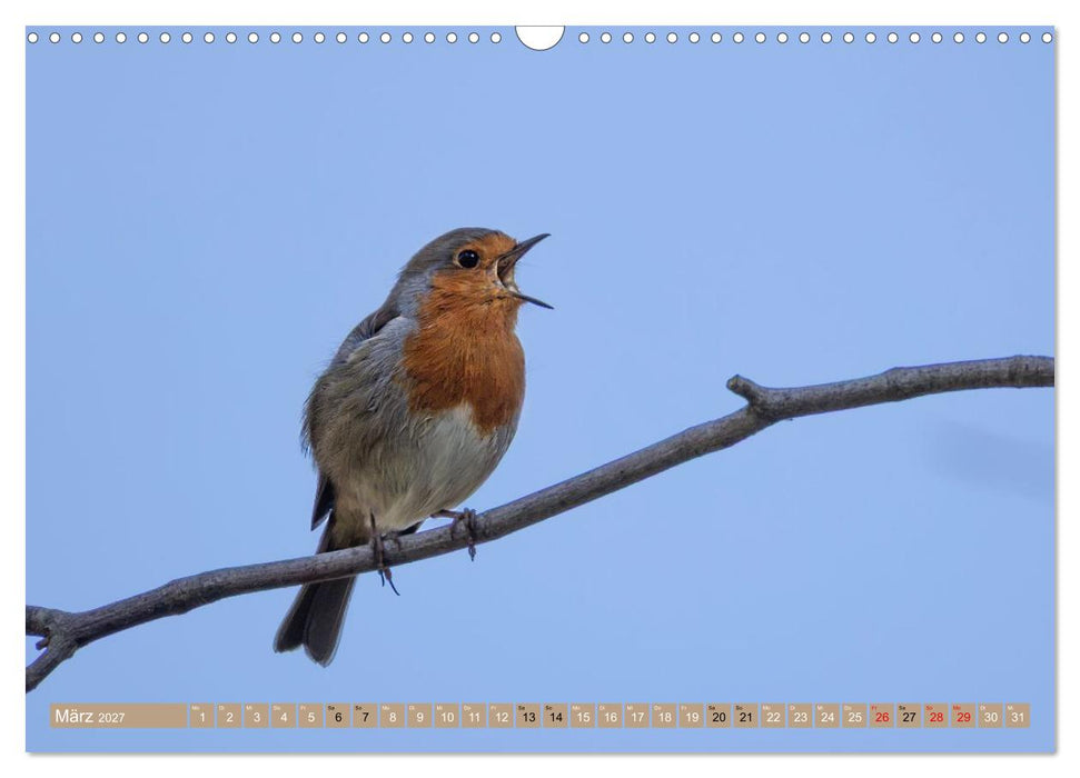 Robin, das süße Rotkehlchen (CALVENDO Wandkalender 2027)