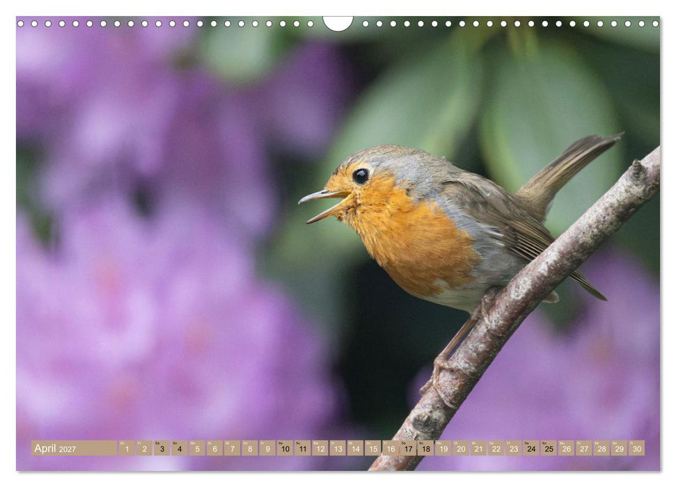 Robin, das süße Rotkehlchen (CALVENDO Wandkalender 2027)