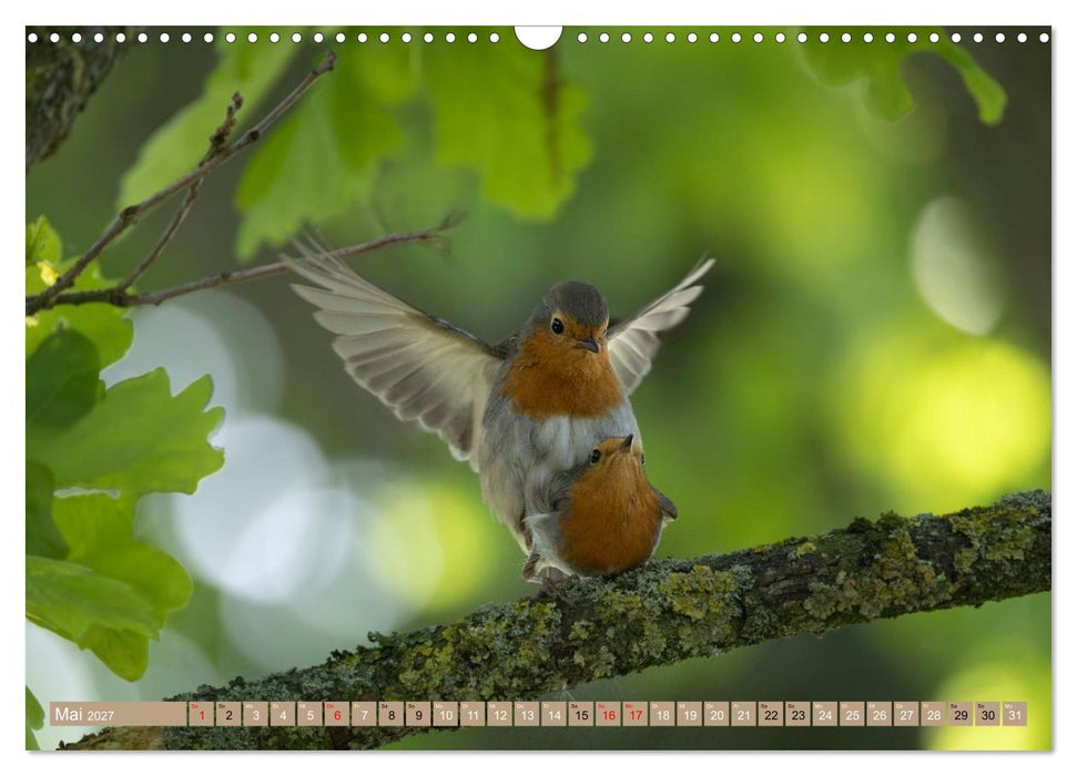Robin, das süße Rotkehlchen (CALVENDO Wandkalender 2027)