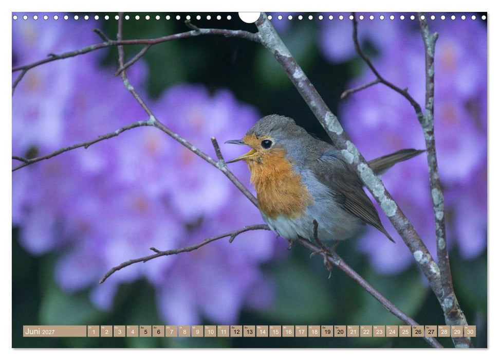 Robin, das süße Rotkehlchen (CALVENDO Wandkalender 2027)