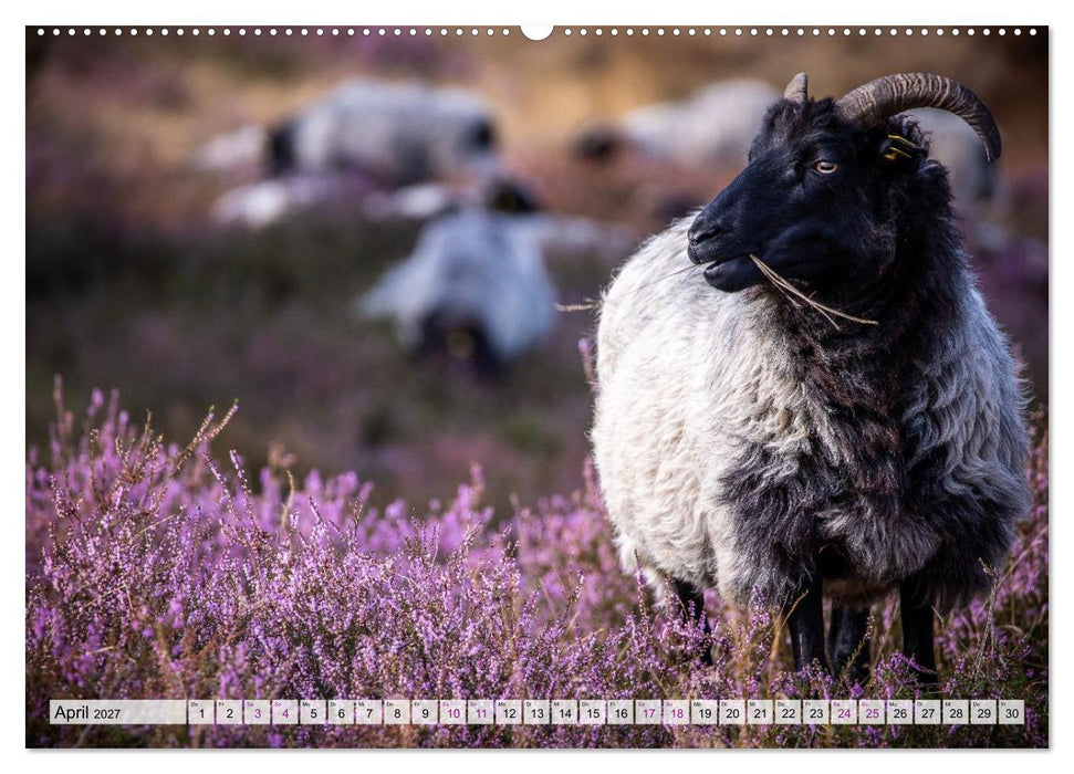 Zauber der Heide (CALVENDO Wandkalender 2027)