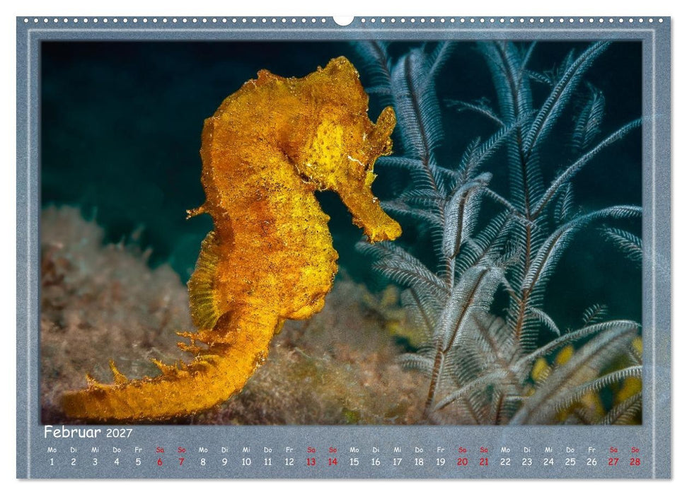 Tauch ein! (CALVENDO Wandkalender 2027)