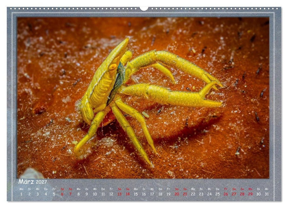 Tauch ein! (CALVENDO Wandkalender 2027)