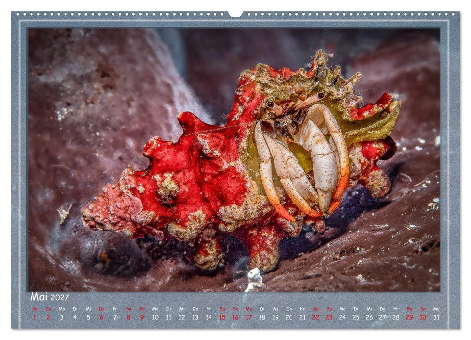 Tauch ein! (CALVENDO Wandkalender 2027)