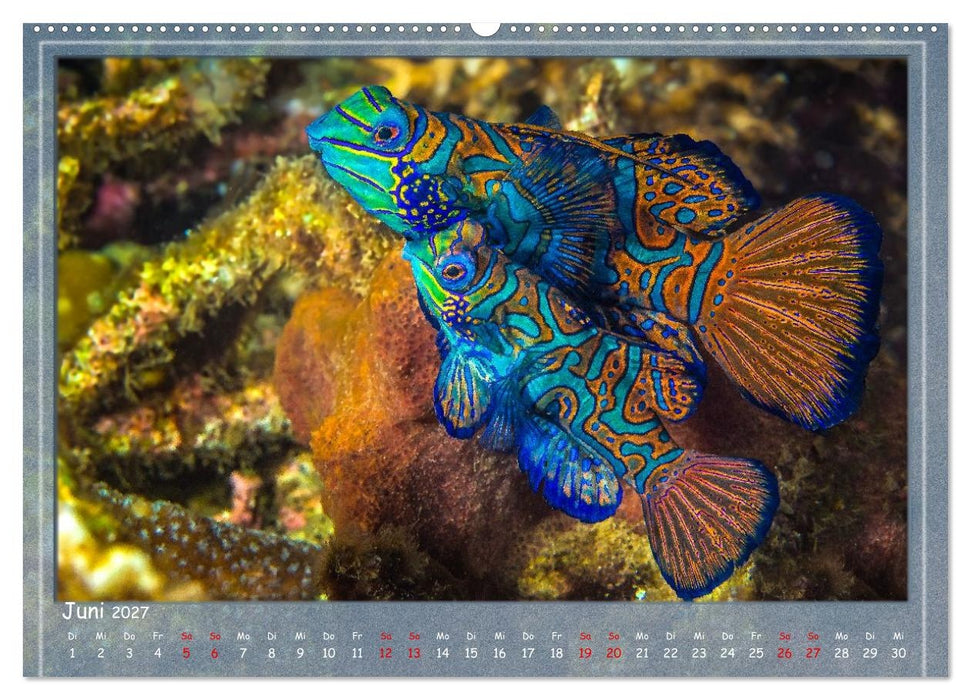 Tauch ein! (CALVENDO Wandkalender 2027)