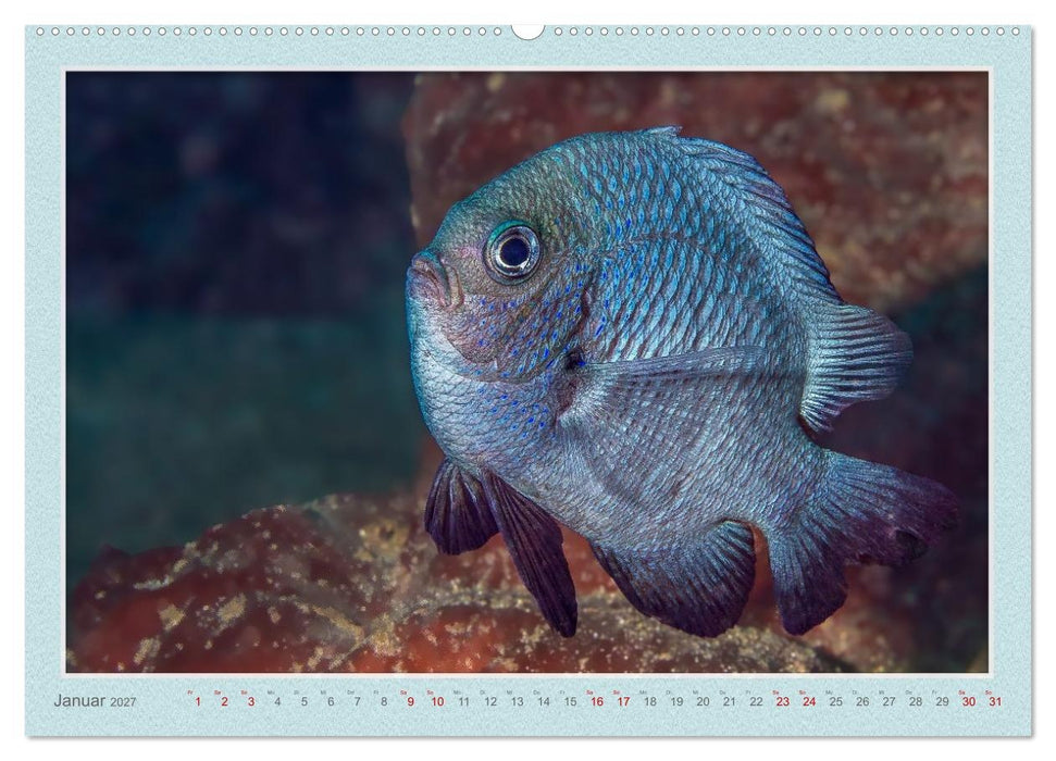 TAUCHEN, EINE LEIDENSCHAFT (CALVENDO Premium Wandkalender 2027)