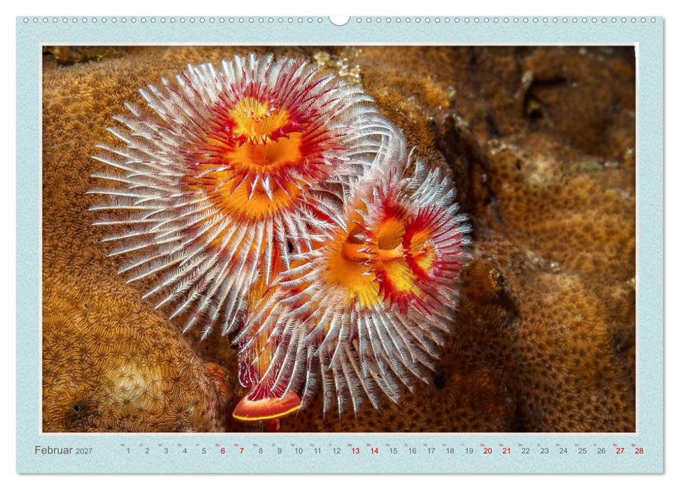 TAUCHEN, EINE LEIDENSCHAFT (CALVENDO Premium Wandkalender 2027)