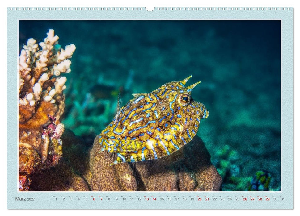 TAUCHEN, EINE LEIDENSCHAFT (CALVENDO Premium Wandkalender 2027)