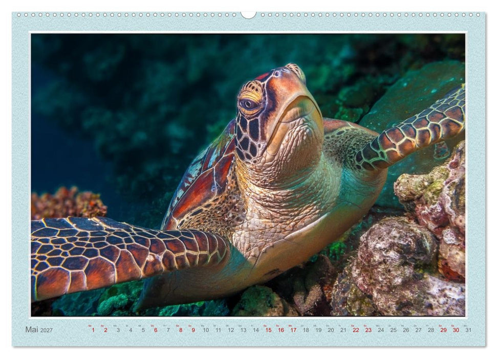 TAUCHEN, EINE LEIDENSCHAFT (CALVENDO Premium Wandkalender 2027)