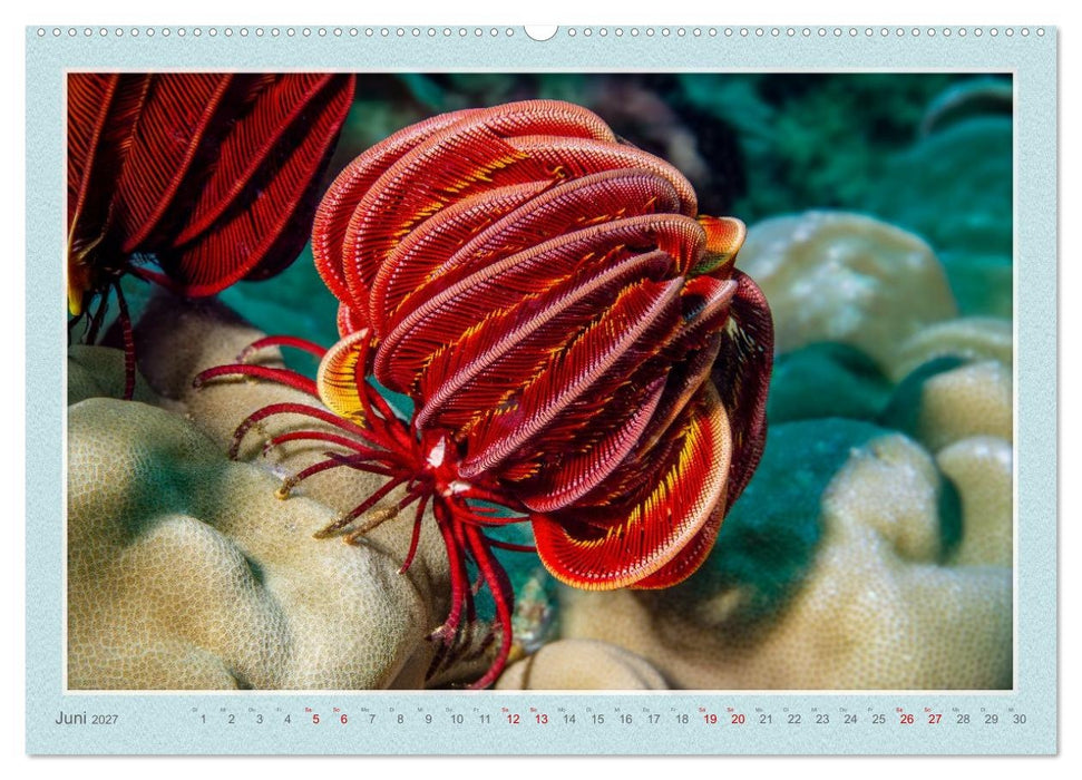 TAUCHEN, EINE LEIDENSCHAFT (CALVENDO Premium Wandkalender 2027)