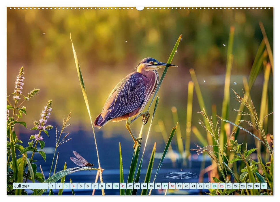 Teich-Impressionen (CALVENDO Premium Wandkalender 2027)