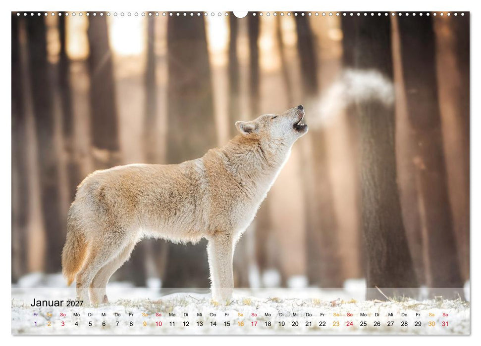 Wolfshunde (CALVENDO Premium Wandkalender 2027)