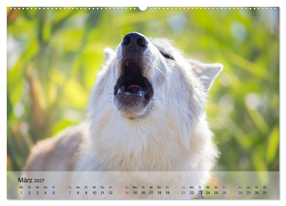 Wolfshunde (CALVENDO Premium Wandkalender 2027)