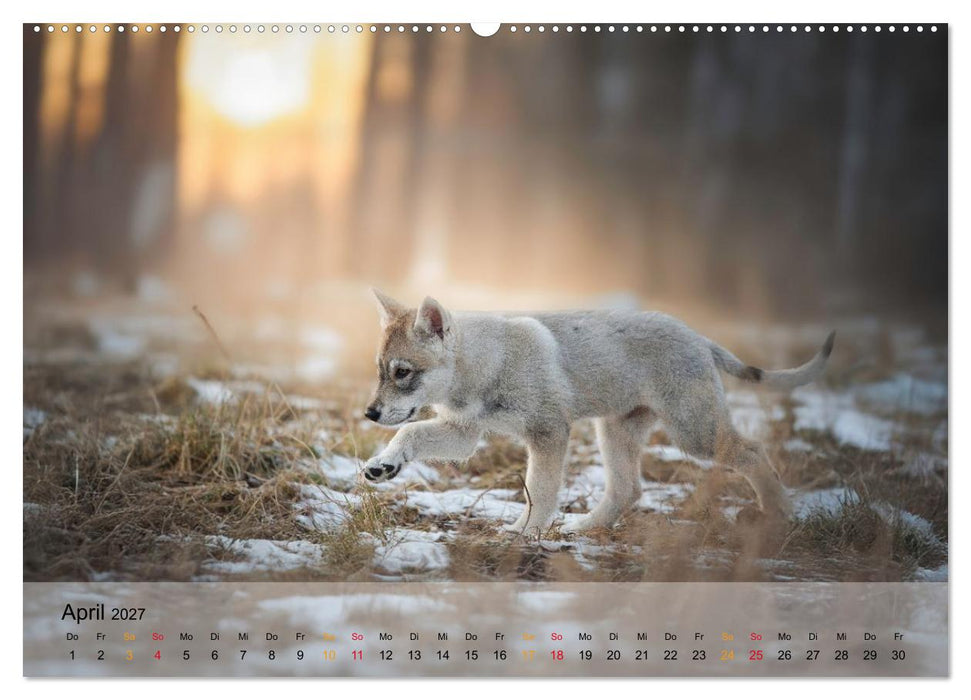 Wolfshunde (CALVENDO Premium Wandkalender 2027)