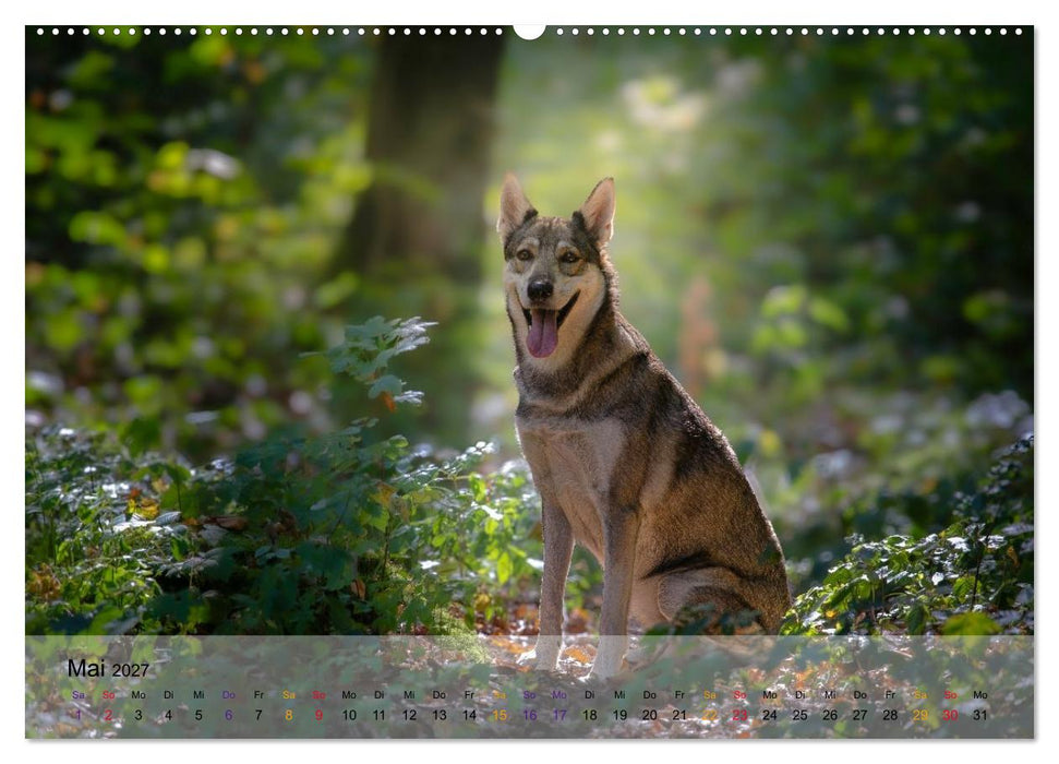 Wolfshunde (CALVENDO Premium Wandkalender 2027)