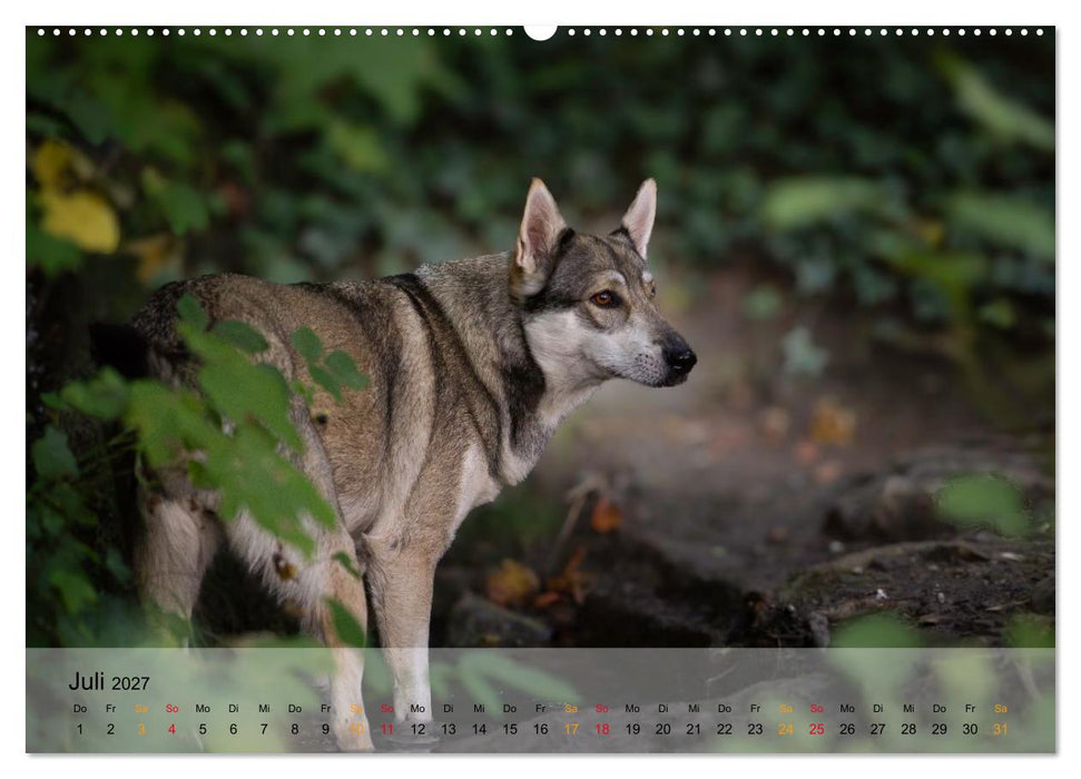 Wolfshunde (CALVENDO Premium Wandkalender 2027)