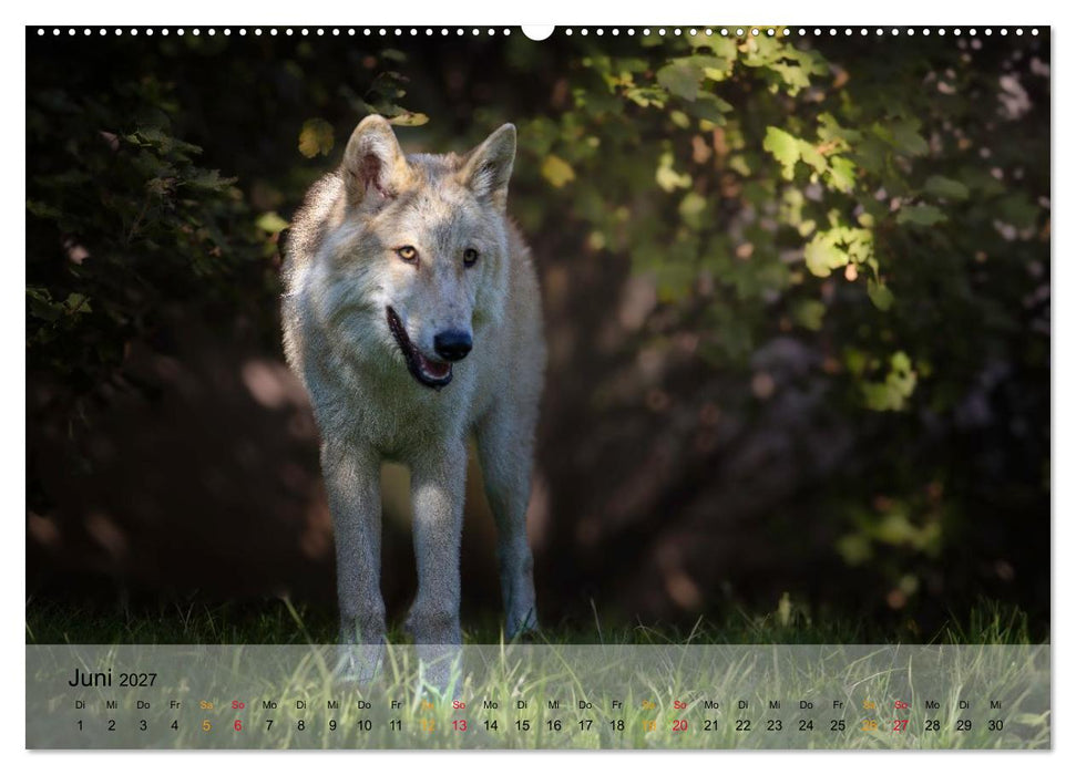 Wolfshunde (CALVENDO Wandkalender 2027)